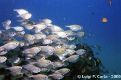 Ponta de Ouro, one of the many schools you meet diving...... by Luigi Carta 